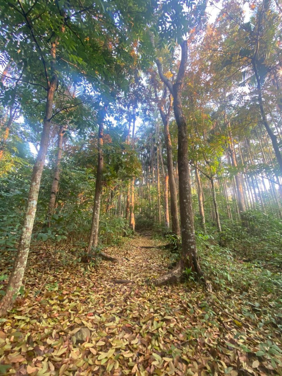 Momarco Forest Cove 塔奈 外观 照片